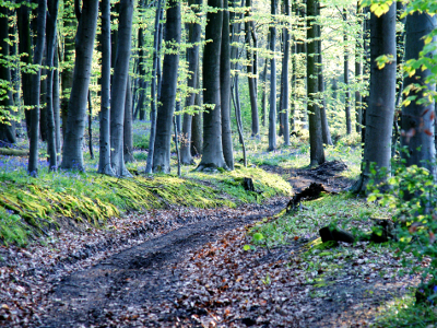 Jackrabbit in the woods, par Xavier E. G. Dierick